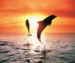 Puzzle Δελφίνια στο ηλιοβασίλεμα